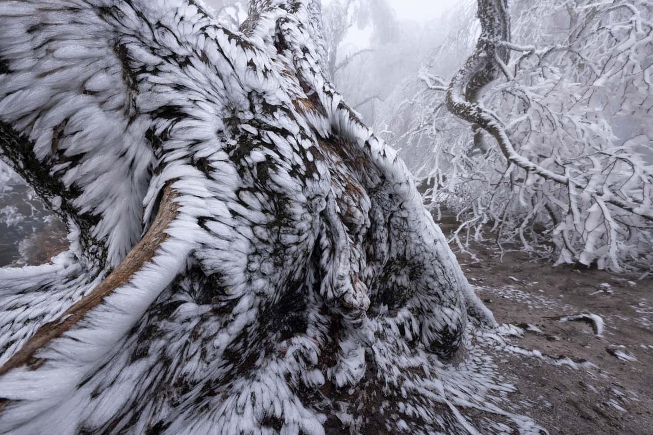 <b>‘Escarcha’</b>
<br>
<br>Ganadora en la categoría ‘plantas y hongos’.
<br>