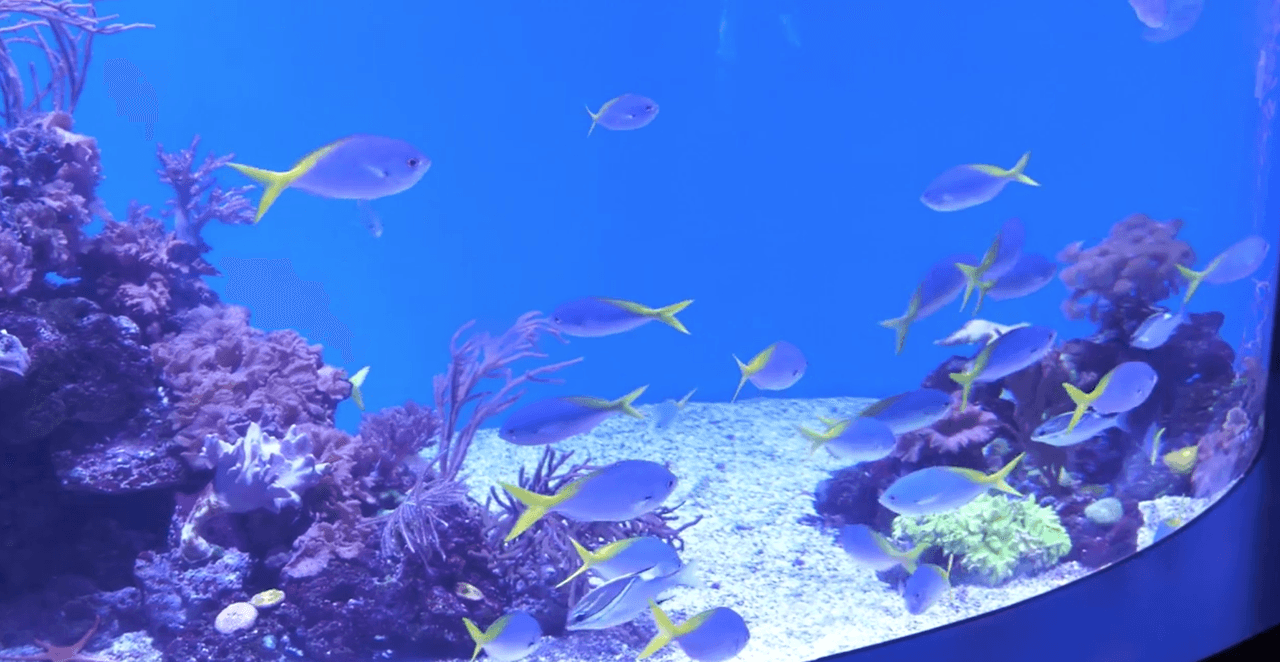 La gran variedad de peces en el acuario deslumbra por la belleza de colores, tamaños, y espacies.