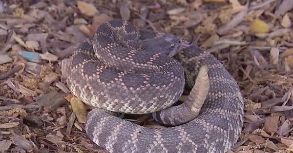 El calor hace que las víboras se muden a los patios y entradas de las viviendas en Arizona