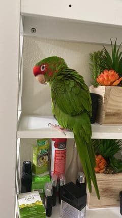 Peluchito, la mascota de Maribel Mendoza.