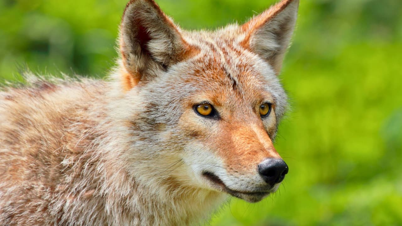 Coyotes en Texas: Lo que se necesita saber para proteger a los niños y las mascotas sobre todo