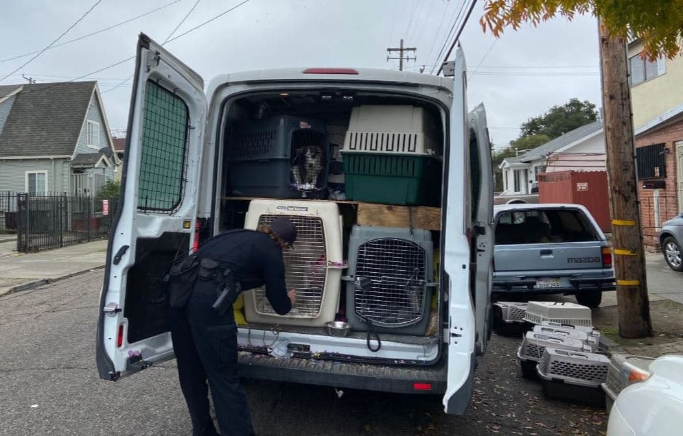 Las autoridades informaron que al menos tres perros siguen desaparecidos. La camioneta en la que transportaban a los perritos fue robada del estacionamiento de un hotel en Fremont la mañana de este lunes.
<br>