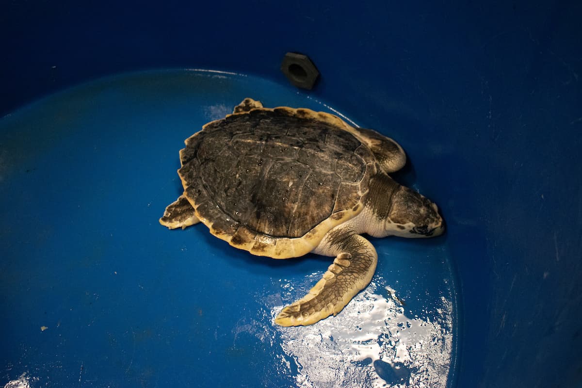 Dos días después, un equipo de expertos le hizo un examen médico detallado que incluía una comprobación del funcionamiento de los órganos, los ojos, la boca, el caparazón y las aletas. 
<br>