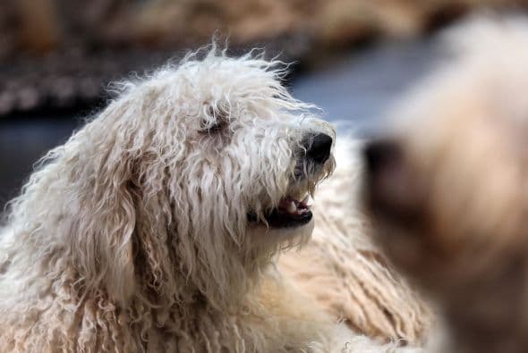 Komondor. No es broma: esta raza única, ¡es una de las que menos pelo pierden!