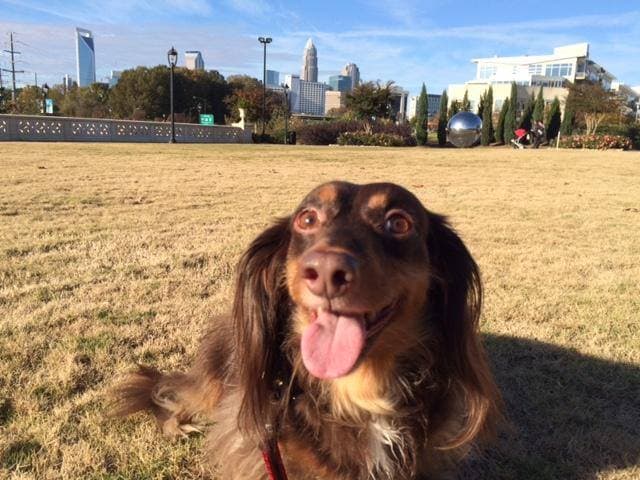 <b>Freedom Park (Charlotte)</b>
<br>
<b>Sitio web</b>: 
<a href="https://www.charlottesgotalot.com/things-to-do/outdoors-adventure/freedom-park">https://www.charlottesgotalot.com/things-to-do/outdoors-adventure/freedom-park</a> 
<br>
<b><a href="https://maps.app.goo.gl/VCdxB2Zqu9xcGYaw5">Cómo llegar</a> </b>
<br>
<br>Si buscas una experiencia más relajada, los 98 acres de Freedom Park en Charlotte ofrecen muchos senderos que serpentean entre estanques y puentes, que tu acompañante de cuatro patas disfrutará.