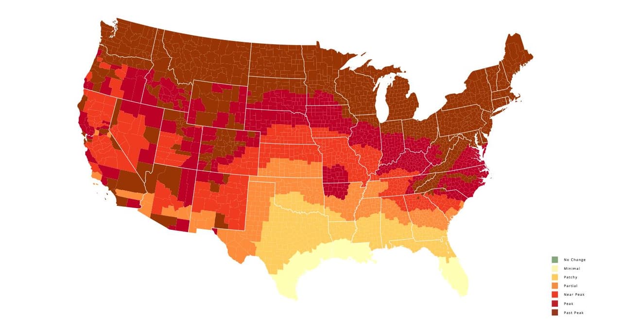 <b>Semana del 31 de octubre</b>. Las hojas al norte del estado están por llegar al pico de la temporada.
