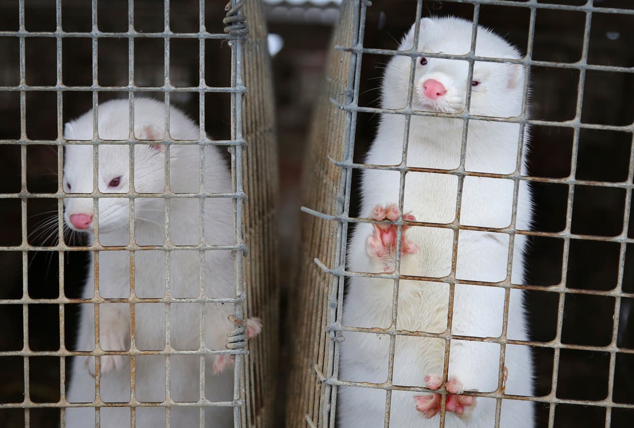 En 
<b>Dinamarca</b> se mataron 17 millones de 
<b>minks</b> en noviembre 2020. Las autoridades dijeron que el humano contagiaba al animal, el virus cambiaba y luego volvía a pasar al humano.