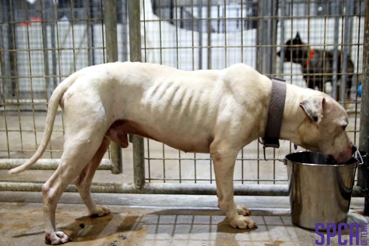 Los animales tuvieron que ser atendidos de emergencia.