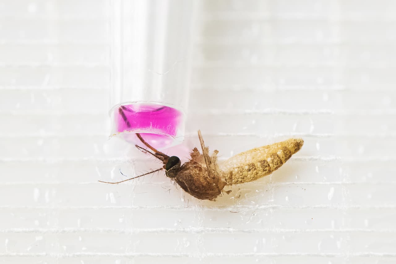 Para prevenir la propagación del virus se debe evitar dejar aguas estancadas, incluso en pequeños espacios como un balde o una piscina inflable que se deja en el patio trasero por días.