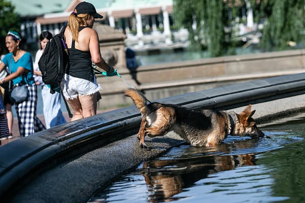 Encuentran algas tóxicas en parques de Nueva York
