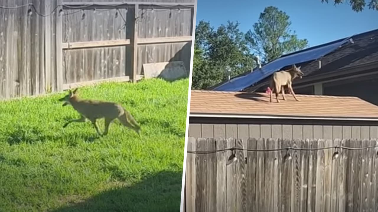 Video muestra a coyote saltando valla de 2 metros y reportan ataques a mascotas en Texas
