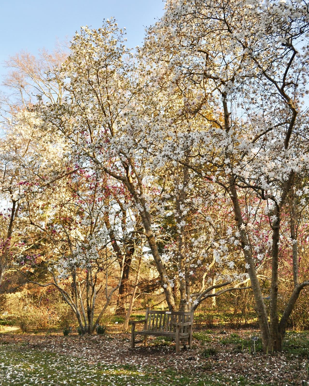 <b>North Carolina Botanical Garden (Chapel Hill)</b>
<br>
<b>Sitio web</b>:
<a href="https://ncbg.unc.edu/">https://ncbg.unc.edu/</a>
<br>
<b><a href="https://maps.app.goo.gl/QxZi86bBiWT3oQf68">Cómo llegar</a> </b>
<br>
<br>El Jardín Botánico de Carolina del Norte, que forma parte de la Universidad de Carolina del Norte, es un conjunto de más de 1,000 acres de jardines de exhibición y áreas naturales en Chapel Hill. El Jardín es conocido a nivel nacional como un centro de estudio, exhibición, interpretación y conservación de plantas nativas del sureste de Estados Unidos.