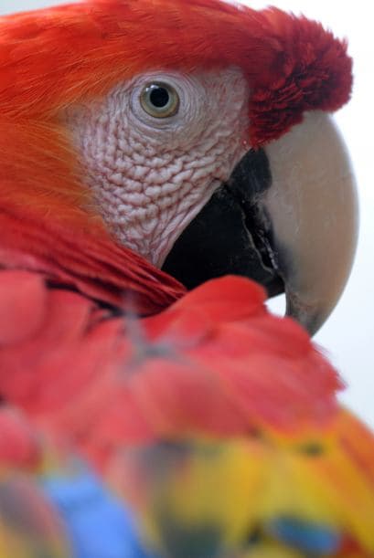 Hay gente que habla mucho, como una cotorra.