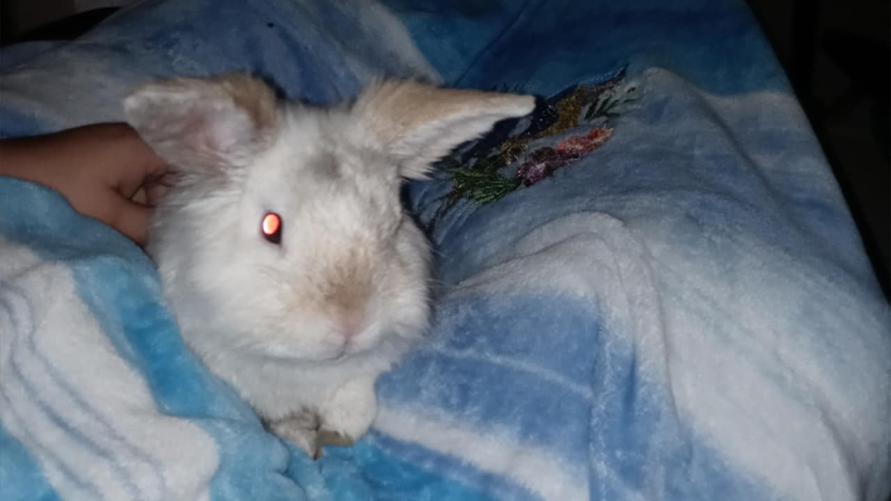 Venny Palafox: Casper era un bebé de 6 semanas, se lo regalé a mi hija y desde entonces es el bebé de la casa.