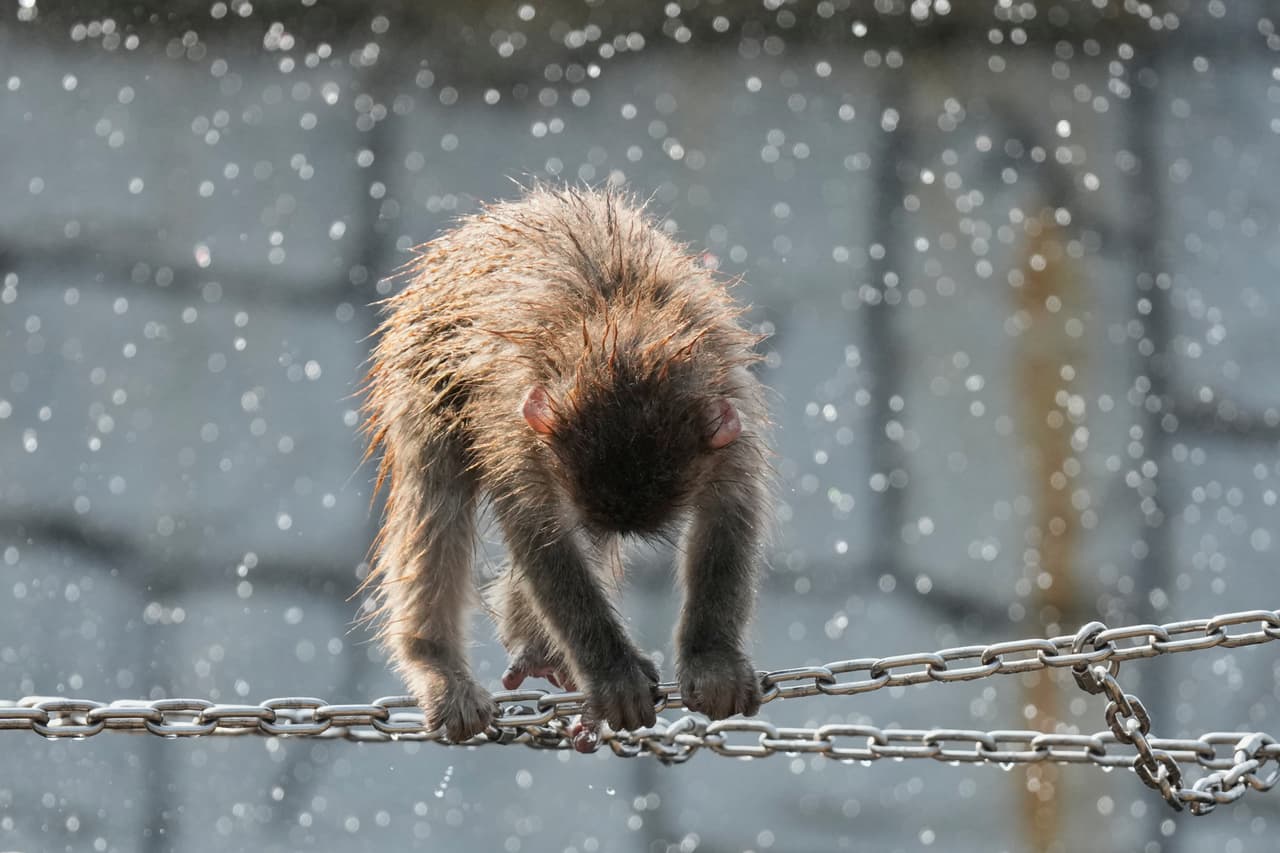 Punch pertenece a la especie macaco japonés (Macaca fuscata), también conocida como mono de las nieves. Estos primates son originarios de Japón y se caracterizan por su espeso pelaje, que les permite soportar bajas temperaturas. Además, son animales muy sociales que viven en grupos con una estructura jerárquica.