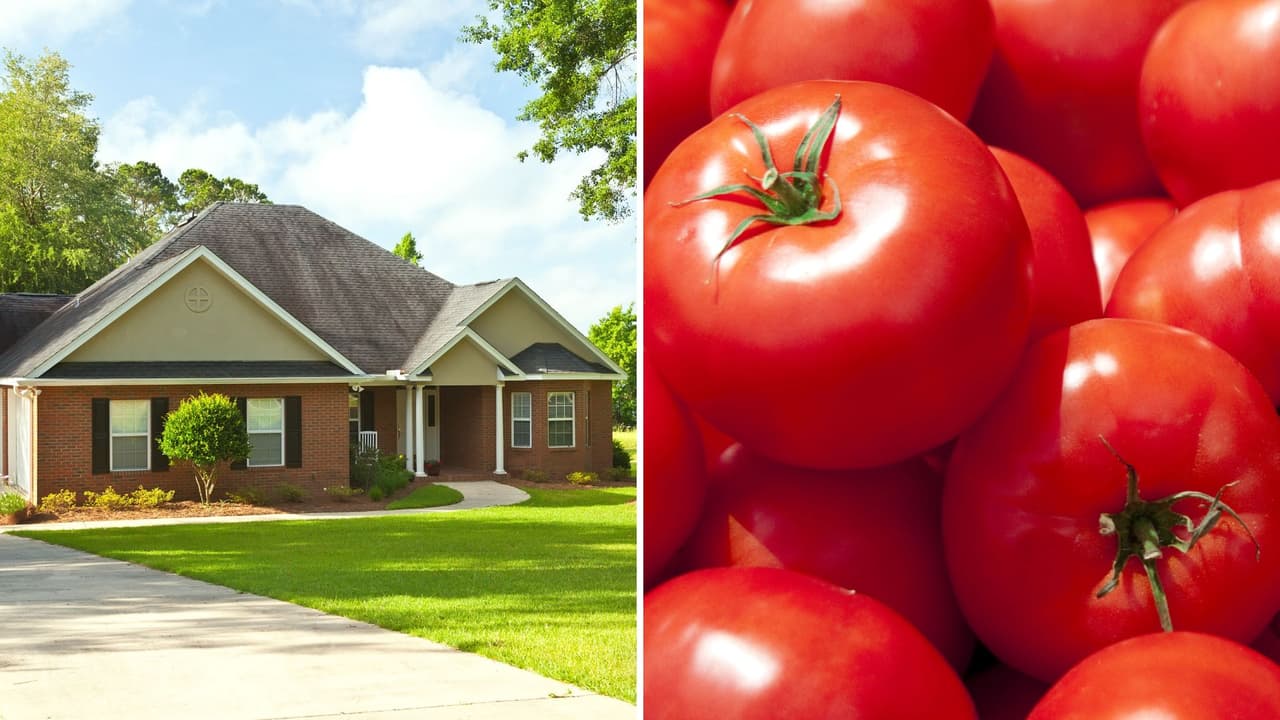 Usó una avioneta para arrojarle tomates a la mujer que le gusta