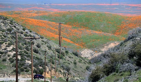 A vehicle makes its way toward poppy fields near the Antelope Valley California Poppy Reserve on April 16, 2020 in Lancaster, California where the annual spring bloom is underway. - This year's bloom is being live-streamed as park grounds remain closed since late March due to the coronavirus pandemic. (Photo by Frederic J. BROWN / AFP) (Photo by FREDERIC J. BROWN/AFP via Getty Images)