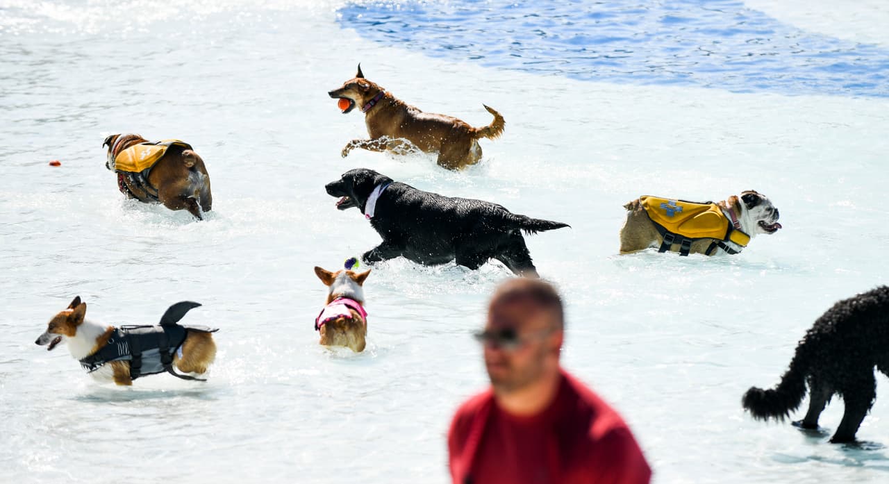 Con salvavidas y sin él, perros de todos los tamaños disfrutaron de la piscina.