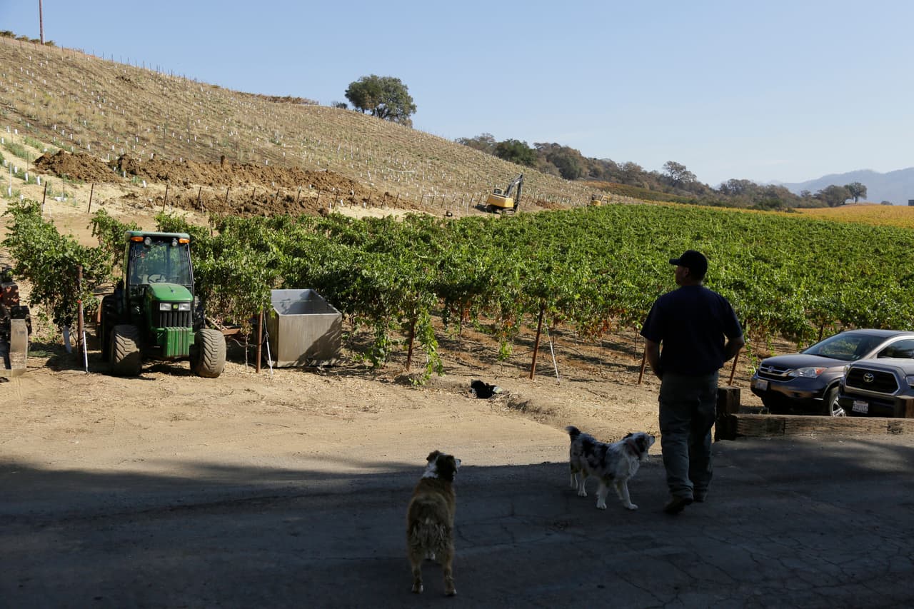 En el viñedo Munselle Vineyards, en Geyserville, Bret Munselle observa la cosecha que quedó intacta durante el fuego. Sin embargo, la otra mitad de sus cultivos fue arrasado por las llamas.