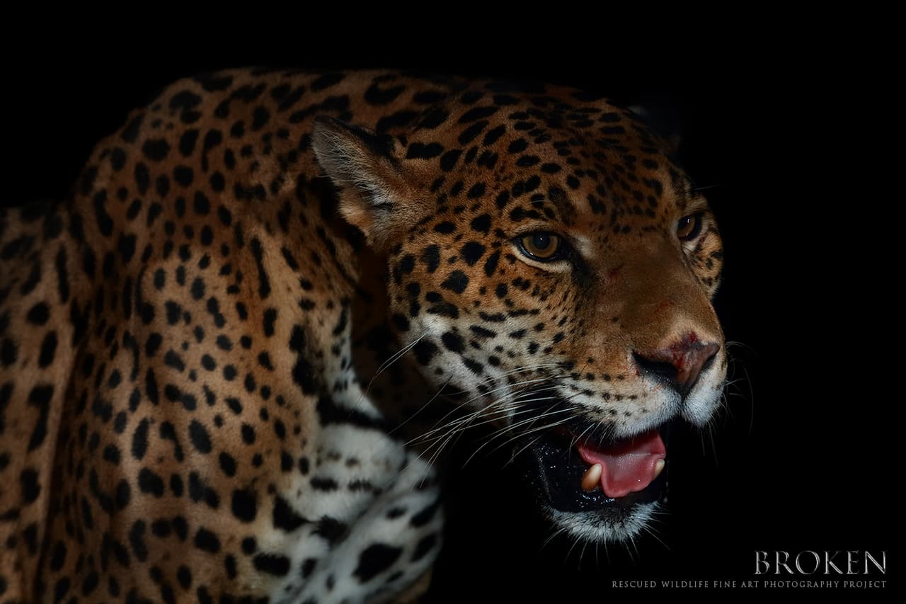 Autano fue rescatado de un comerciante de animales de circo, vivió durante más de 5 años enjaulado dentro de un remolque, comiendo y durmiendo en el mismo lugar donde defecaba. Hoy en día, tras su rehabilitación física y conductual, se comporta nuevamente como un jaguar. Centro de Rescate: Jaguares en la Selva, Oaxaca, México.