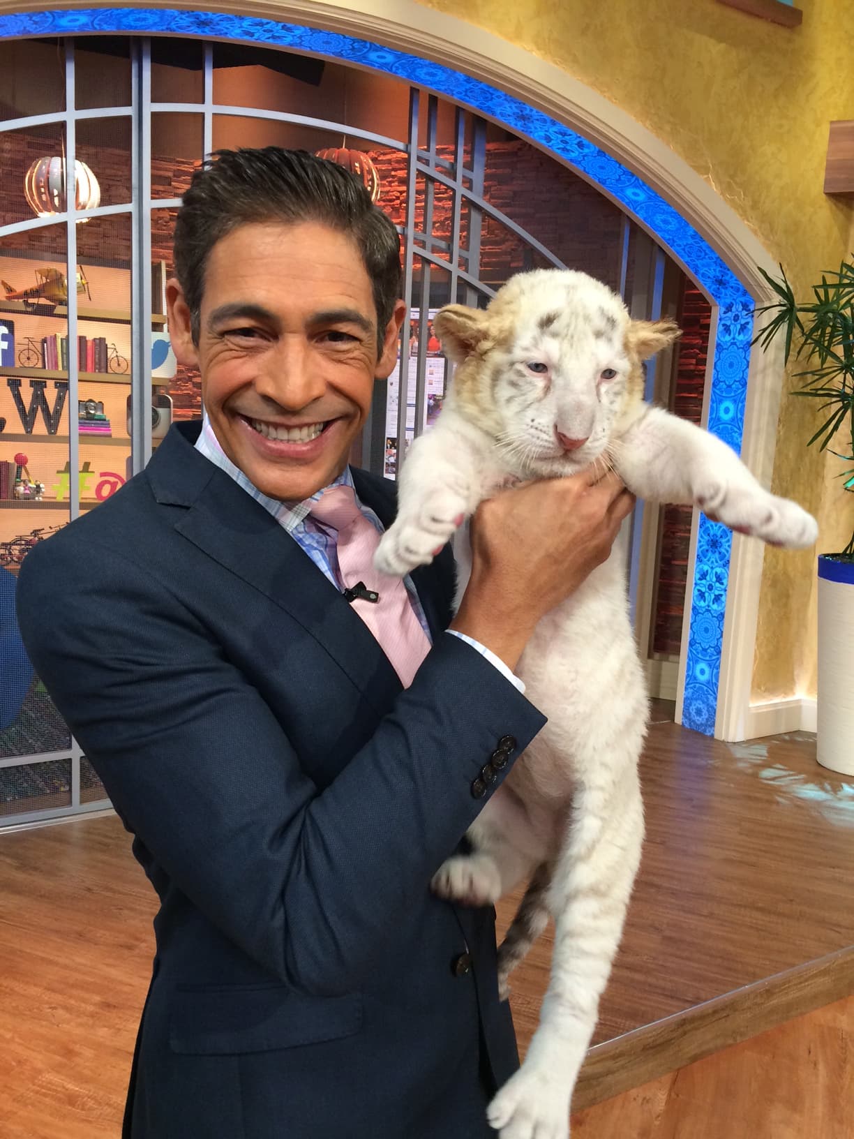 ¡Estosz lindos gatitos los podrás encontrar en una función del circo Ringling Brothers en Miami!