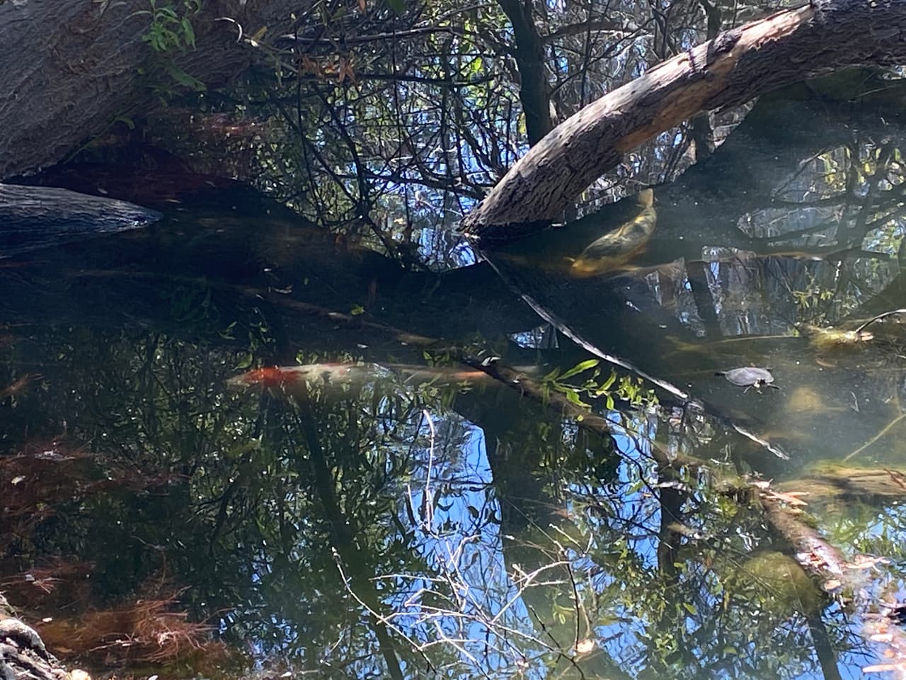 La entrada por Beverly Hills está escondida y muchos no terminan el recorrido por la angosta calle de Franklyn Canyon. Sin embargo, al terminar la calle, un anuncio de entrada del parque te llevará por otro estrecho recorrido de doble vía.