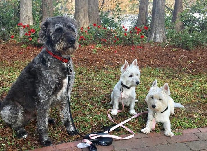 Tres perros jugaban en medio de algas tóxicas y cuando sus dueños se dieron cuenta ya era demasiado tarde