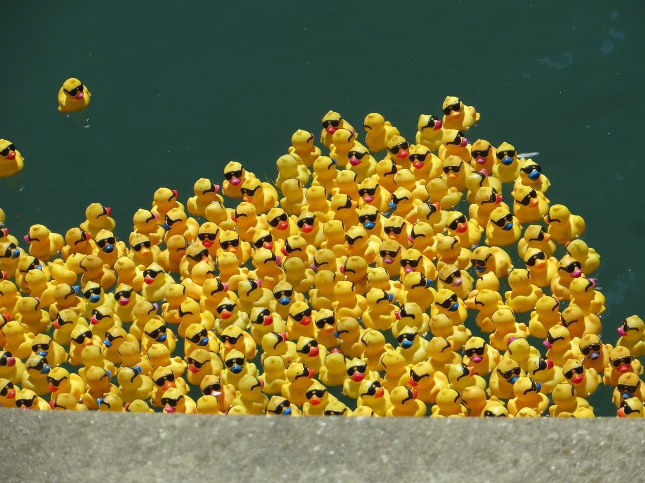 La meta era que se adoptarán 60,000 patos y se logró la adopción de 57,227, lo que representa el 95% de los patitos.