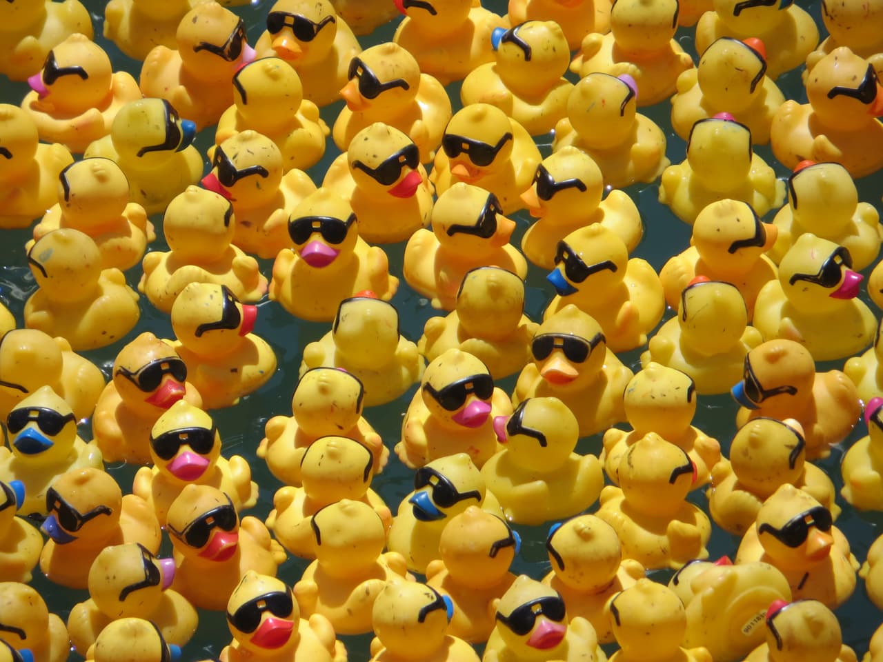 ¡Al agua patos en el Chicago River!