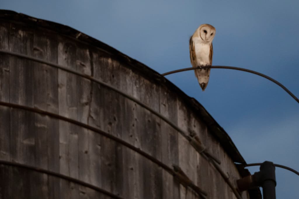 David Barrett, respetado observador de aves radicado en Manhattan, confirmó que
<b> vio al menos un búho adulto y cinco polluelos</b> en la torre de agua. No obstante, sostuvo que algunos fotógrafos han visto 
<b>dos búhos comunes adultos y seis polluelos</b>.
<br>"Ver un búho común es algo poco habitual, pero no es noticia a nivel nacional. Que una familia críe en Manhattan -por primera vez en la historia registrada- es una noticia especial", agregó.