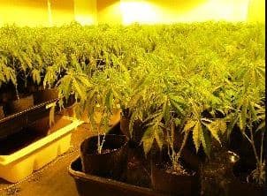El cultivo de marihuana en residencias particulares ha sido un problema constante para las autoridades del Departamento del Sheriff de Riverside, California.
