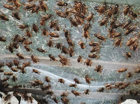 En video: Invasión de grillos en Texas causa sorpresa a ciudadanos