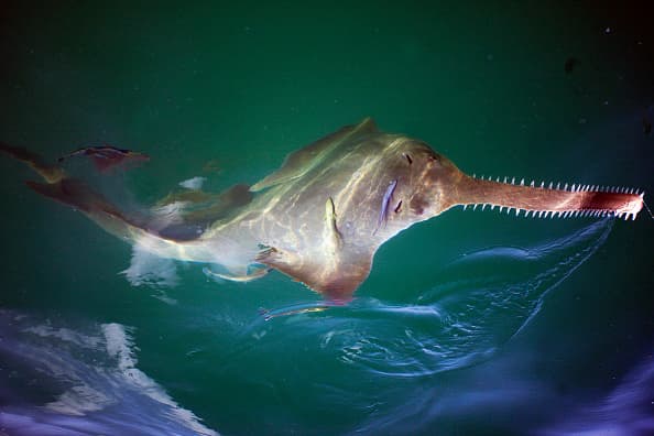 <b>Pez Sierra.-</b> Conocidos como Pristis pristis, este tipo de pez se caracteriza por su boca y nariz alargada y plana rodeada de filosos dientes. Se alimentan de peces e invertebrados que se detectan y capturan con el uso de su sierra. Generalmente son inofensivos para los humanos, pero para ellos no es la misma historia, ya que la pesca desmedida de estos los ha llevado a colocarse entre las especies en peligro de extinción. 
<br>