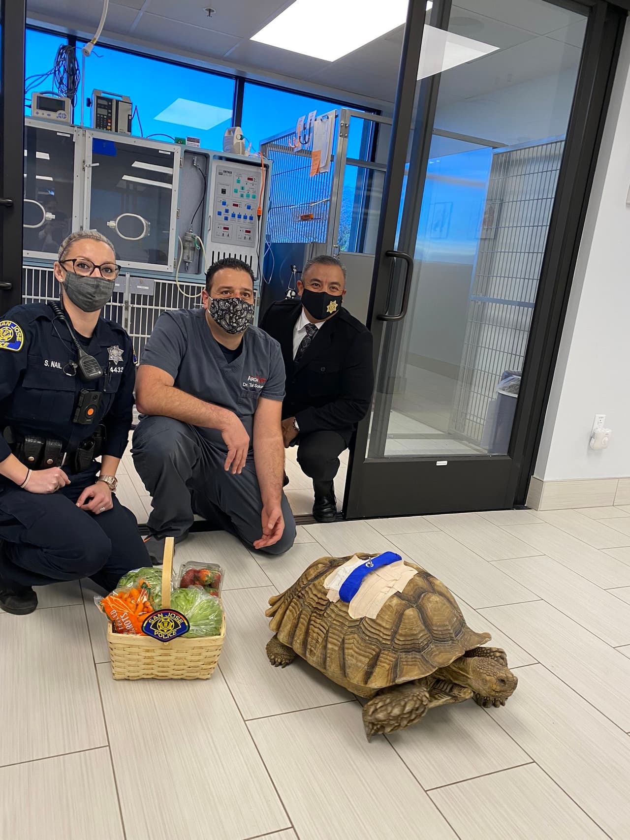 “Lo que salvó su vida fue que el extremo del pedazo de madera era cuadrado. La golpearon tan fuerte que rompió su caparazón. Llegó al tejido, pero fue más una herida por el impacto que una cortada”, explicó uno de los doctores que operó a 'Michelangelo'.