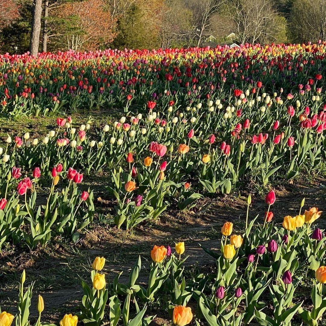 Los tulipanes cuestan $ 1.25 y $ 1.75 y los boletos deben ser adquiridos en la 
<a href="https://www.dewberrymanor.com/" target="_blank">página web. </a>