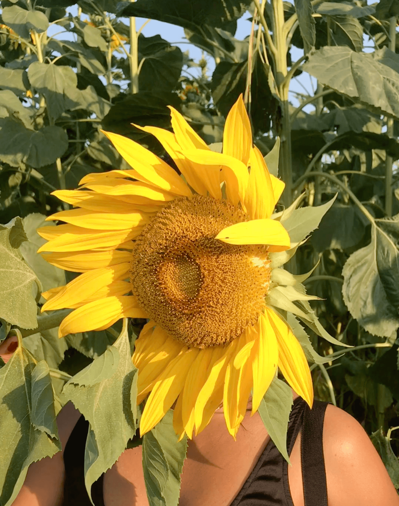 Algunos de los girasoles pueden ser, literalmente, incluso más grande que tu cabeza.
