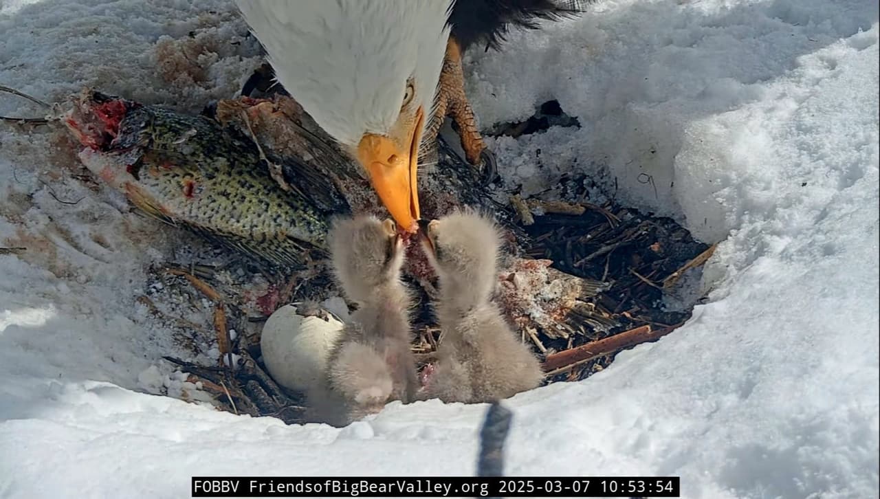 En los últimos dos días, Jackie y Shadow llenaron su despensa del nido con abundante comida, entre ellas cinco peces, para 
<b>mantener y alimentar a su creciente familia.</b>