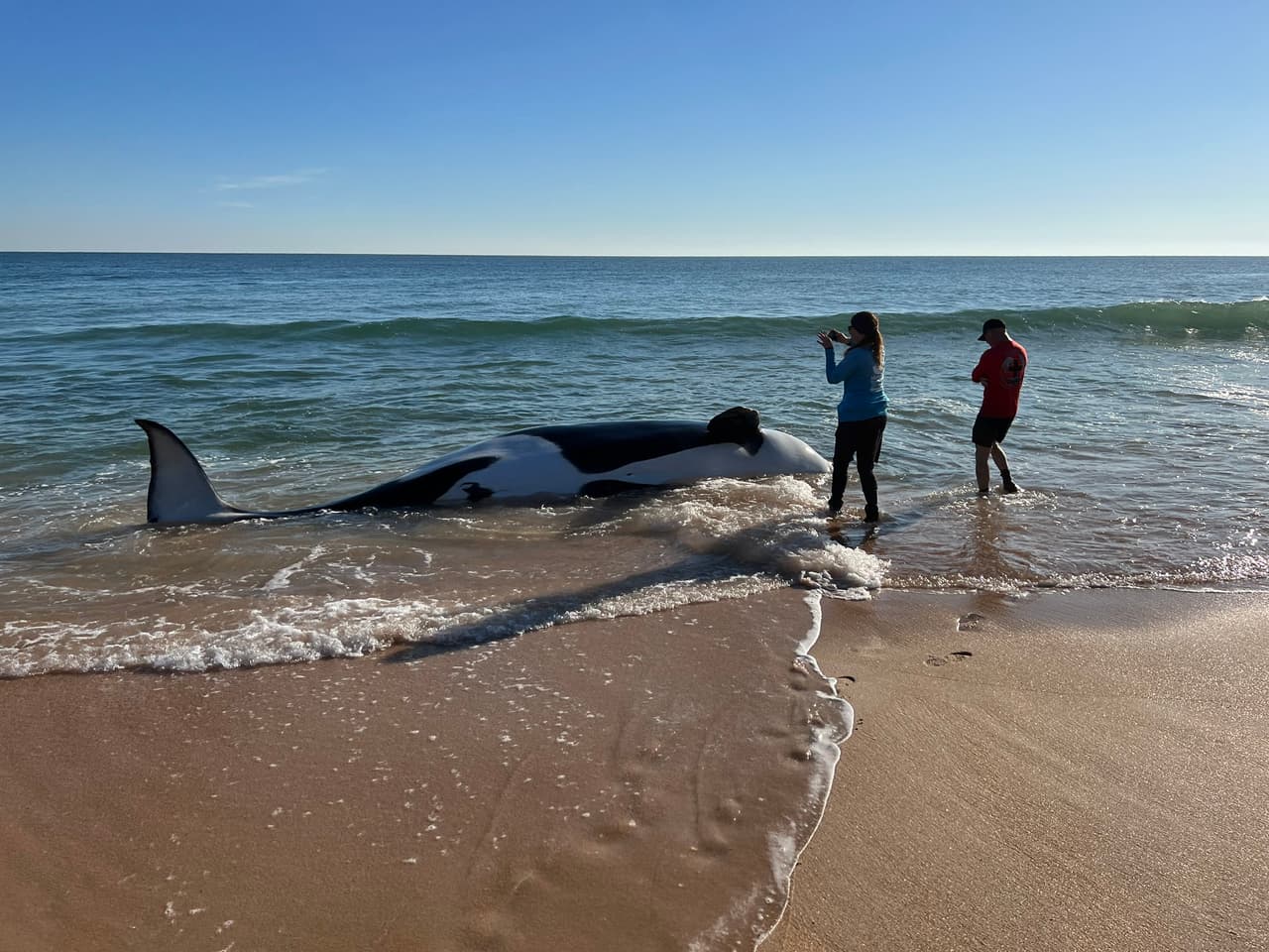 Así sacaron a una ballena de 7,000 libras que murió en costa de Florida
