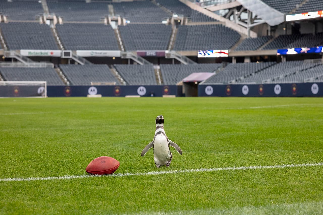 Izzy, Darwin, Tombo y Charlotte son cuatro pingüinos de Magallanes viven en el Shedd Aquarium de Chicago.