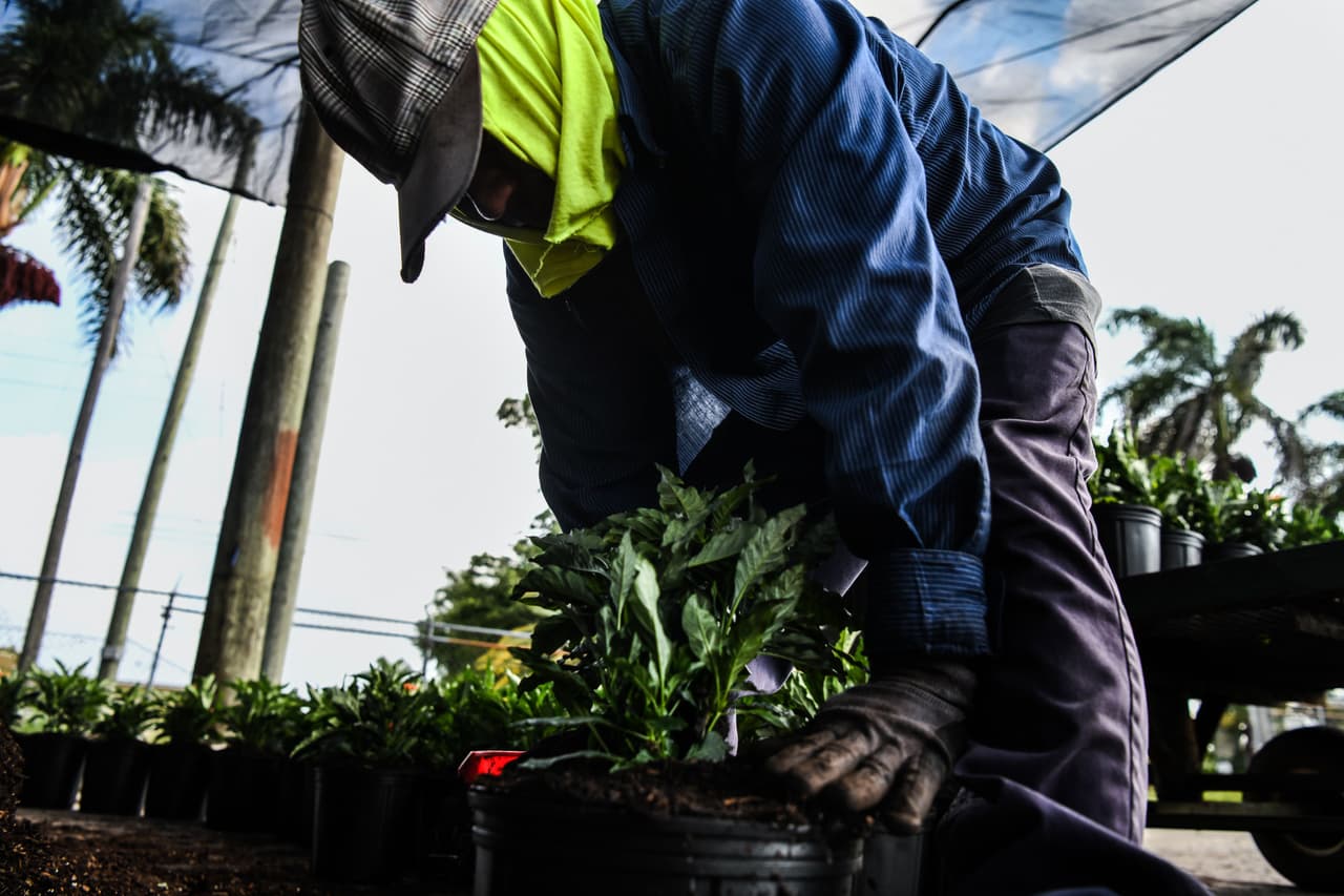 En el estado de Florida se han incrementado los casos de coronavirus y según el gobernador, se debe a los agricultores que trabajan en el estado. 
<br>