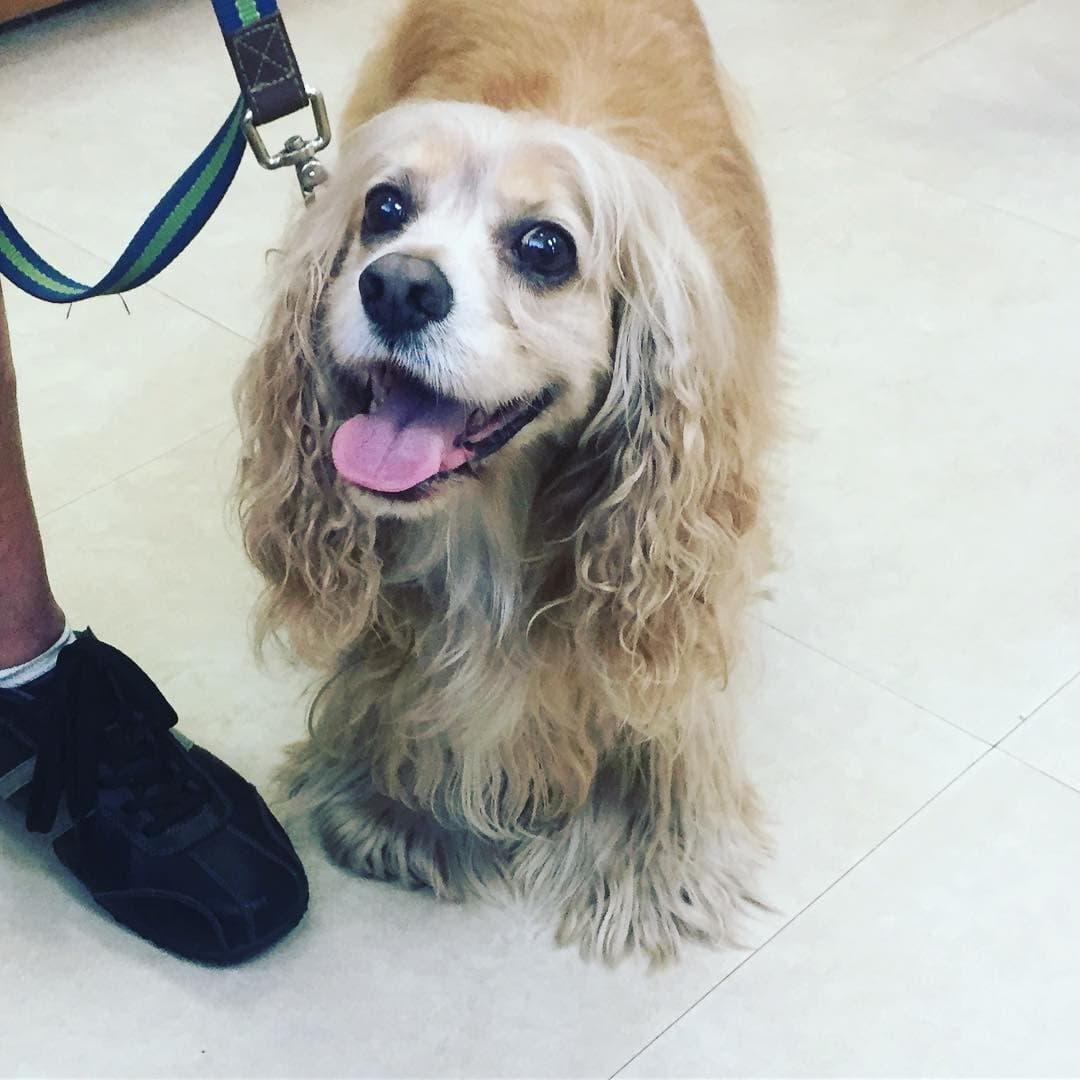 Marley, quien aparece en esta foto, es una de las criaturas que vive con la familia de Carolina, además de Moka y Canela, "sus otras hijas perrunas".