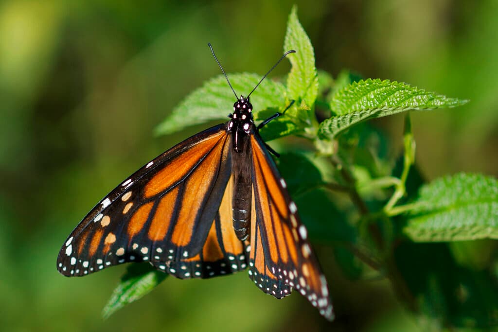 Para Treviño, el cierre del santuario es una pérdida para el turismo pero también para la comunidad. "Las familias y niños de nuestras comunidades quedan desatendidos no solo en términos de educación (porque recibían a decenas de estudiantes) sino también por la pérdida de espacios verdes. Nuestro espacio era uno de los últimos disponibles", declaró. "Nuestro cierre tiene un profundo impacto para nuestras comunidades no solo en términos de conservación ambiental sino en calidad de vida", concluyó Treviño.