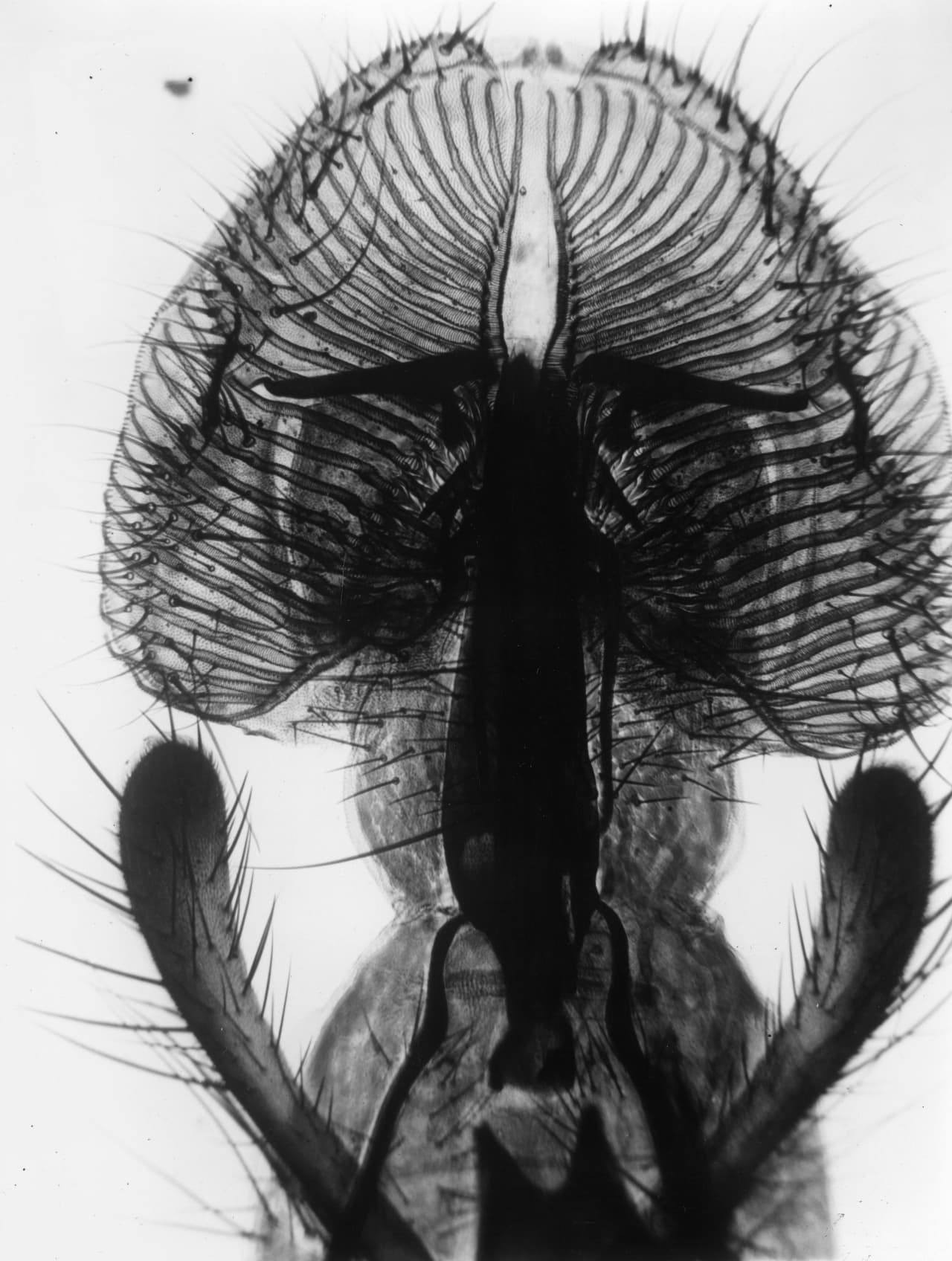 Detalle de la probóscide (boca) de una mosca doméstica como se ve en una fotografía de rayos X sacada alrededor del año 1930.