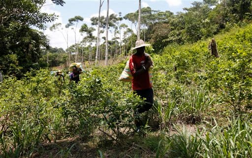 El cultivo de coca en Colombia alcanzó un aumento récord en 2016, según EEUU