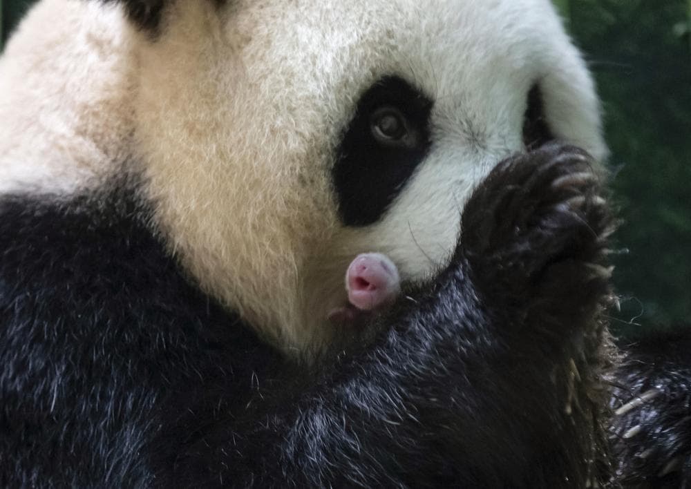 "Nacimientos excepcionales": Una panda gigante da a luz a dos gemelas tras 8 horas de labor de parto