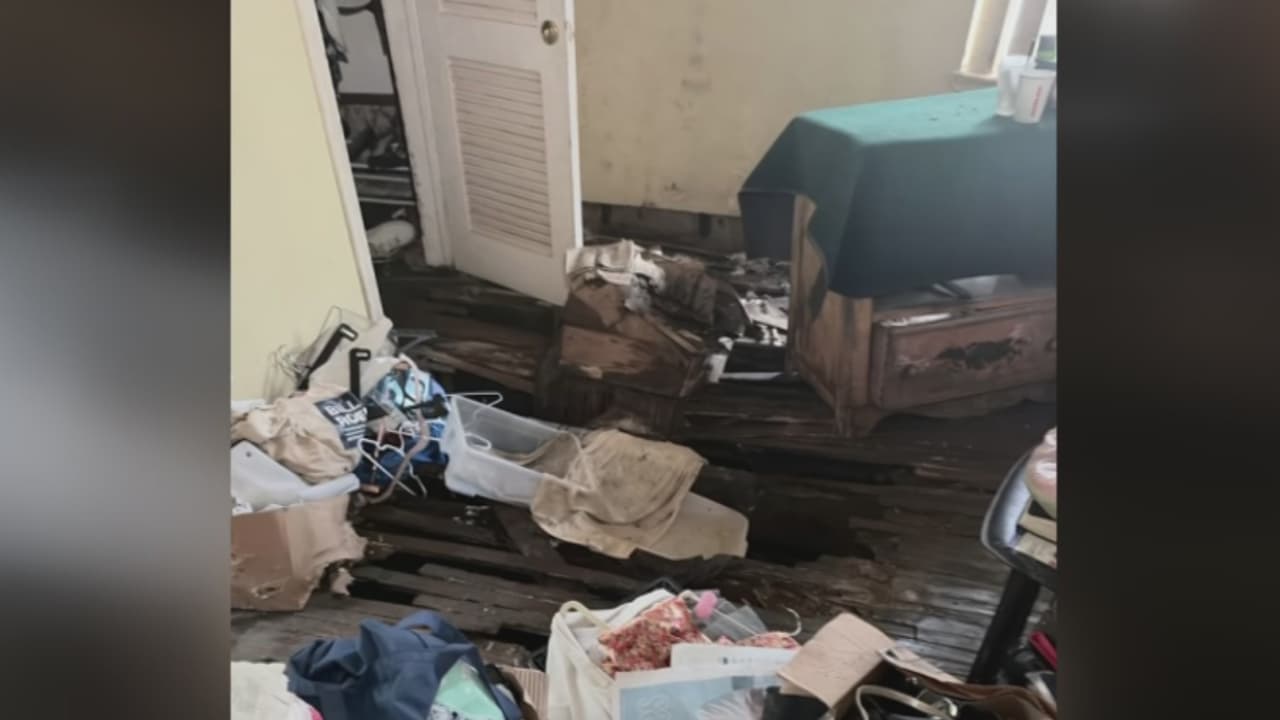 Descubren 19 perros en condiciones deplorables en una casa de Miami Beach: había cuatro cachorros