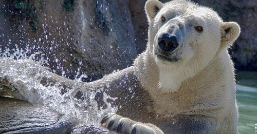 ¡Triste noticia! Muere Payton, el oso polar del Zoológico de Carolina del Norte 