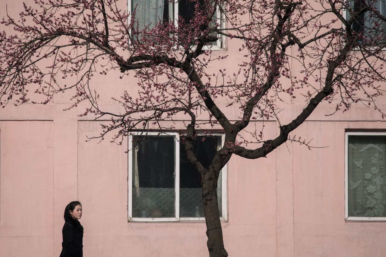 Una mujer camina bajo cerezos floridos en una calle de Pyonyang. Como en varias partes de Asia (y hasta en el archienemigo norcoreano, Washington) la primavera coincide con la floración de los árboles de cerezos, característicos de esa región.