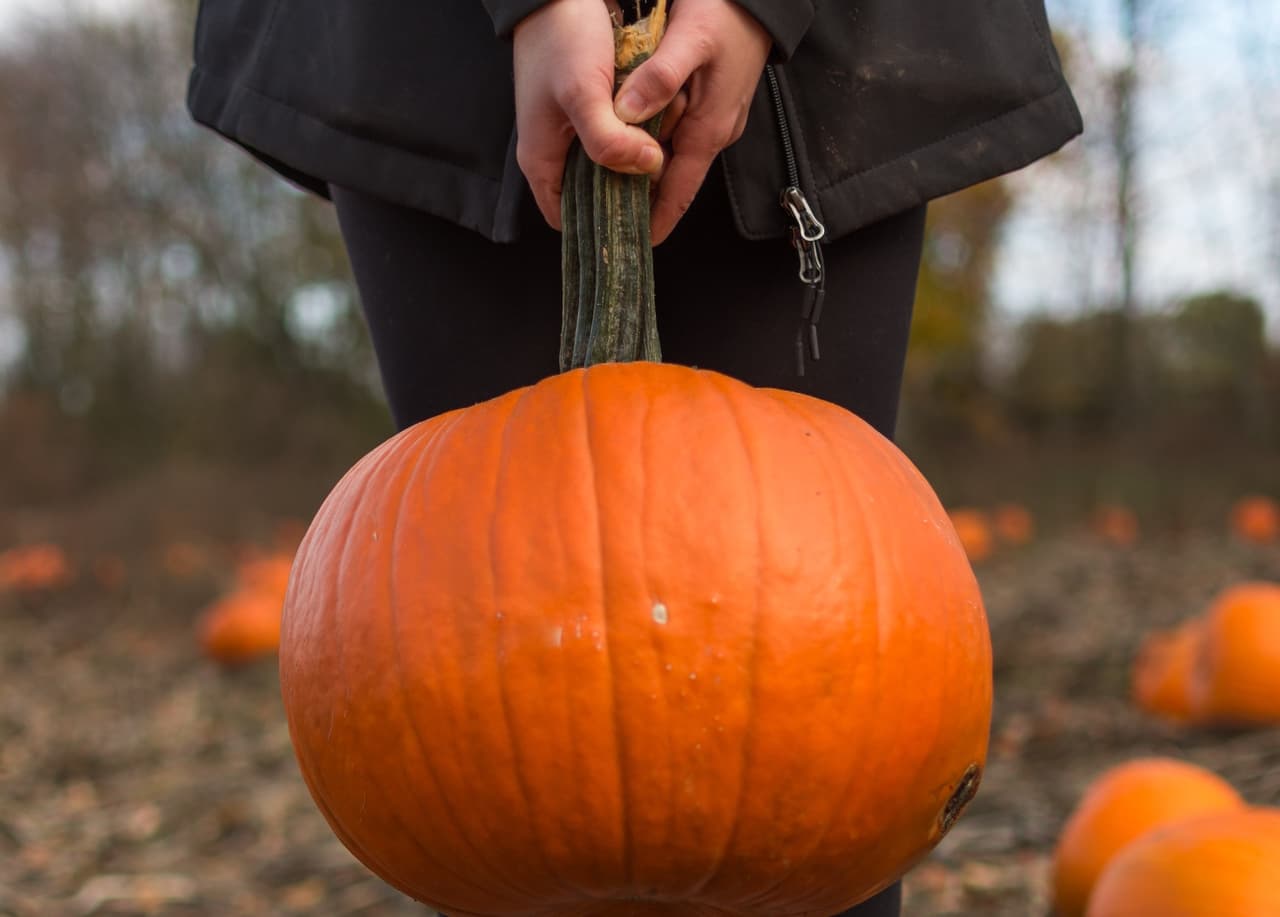 <a href="http://odysseyfunfarm.com/"><u>Odyssey Fun Farm</u></a>
<br>18900 Oak Park Ave
<br>Tinley Park, IL 60477