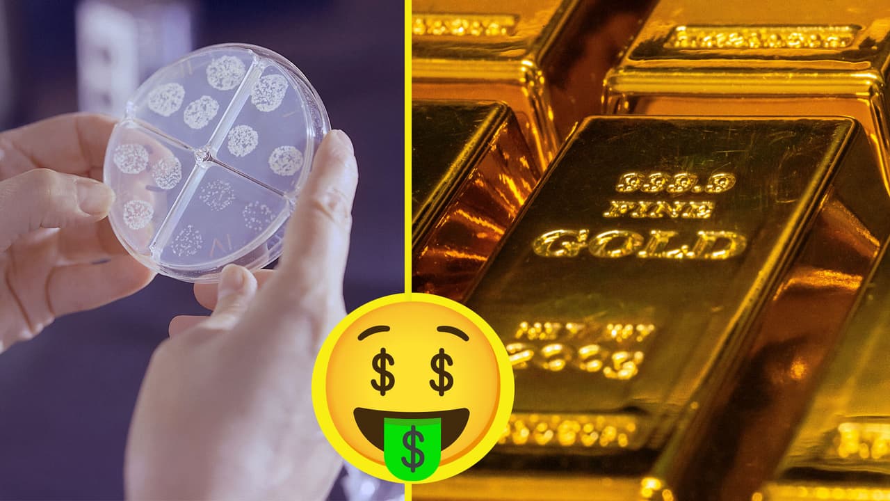 Científicos descubren bacteria que convierte las cosas en oro, ¿podrían hacerse ricos?